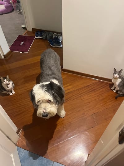 A domestic scene captures a long-haired gray and white dog lying on a wooden floor. Two cats are also present, one near the top of the frame and the other near the bottom. A light-colored wall runs along the left side of the image, with a collection of shoes and a small maroon rug at its base. A partially visible door and blue tiles can be seen on the right side of the frame. The location is inferred to be in Santiago de Surco, Peru.