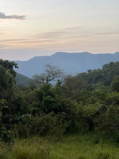 The image depicts a serene natural landscape at dusk in Wuro Gole, Nigeria. The scene is dominated by lush green trees and vegetation on the right side, with a path of tall, dry grass bordering the edge. In the background, hazy, blue-hued mountains rise majestically, their forms softened by the dimming light.

The sky on the left is a canvas of soft, pastel colors, transitioning from a pale cream near the horizon to a gentle blue overhead. Wispy clouds are scattered across the sky, tinged with the warm hues of the setting sun. One can discern a faint, almost ethereal glow on the horizon, suggesting the last rays of daylight.

The overall mood is tranquil and peaceful, inviting a sense of calm contemplation. The absence of people or man-made objects emphasizes the raw beauty of nature. The time of day is clearly evening, as indicated by the soft light and muted colors. The weather appears to be clear, with the haze in the distance likely due to atmospheric conditions rather than clouds. The vegetation suggests a tropical or subtropical environment. No text is visible in the image.