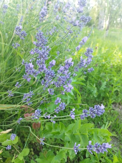 A close-up, shallow depth-of-field shot captures a patch of blooming lavender plants in a natural setting. The lavender flowers, in shades of purple and lilac, are clustered on slender green stems, some with visible buds and others in full bloom. In the foreground, large, green leaves are interspersed with the lavender stalks. The background is a blur of green foliage, hinting at a garden or meadow environment. Sunlight filters through, creating a soft, luminous effect and highlighting the delicate details of the lavender blossoms. The scene suggests a peaceful, outdoor location, likely a garden or a field in the rural vicinity of Кіраўскі сельскі Савет, Belarus, during a warm, sunny day. There are no people or animals visible in the image.