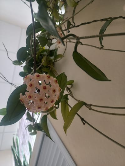 The image shows a close-up of a Hoya flower cluster, also known as a wax plant, hanging from a vine. The cluster is spherical and composed of numerous small, star-shaped flowers that are pale pink with red centers. The flowers have a waxy appearance, and some have small droplets of water on their petals. The vine itself has dark green, waxy leaves that are oval-shaped. The plant is positioned against a neutral, light-colored wall, and its tendrils are seen reaching upwards and across the frame. The background is softly blurred, suggesting it is an indoor setting, possibly near a window, given the lighting. There is no indication of the city of Revda, Russia, or any other geographical location.