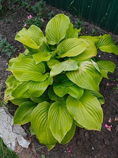 An overhead, eye-level, medium shot captures a lush, vibrant green hosta plant growing in dark soil next to a weathered grey concrete structure and a green metal fence in the city of Peschanka, Russia. The hosta plant, the main subject, fills the majority of the frame with its large, ribbed, heart-shaped leaves, some of which are slightly curled and show signs of minor damage along the edges. Water droplets are visible on the leaves, indicating recent watering or rain. In the background, the dark, tilled soil is sparsely populated with thin green grass and a few small, delicate pink flowers. The green metal fence runs along the top right edge of the image, providing a backdrop and defining the garden space. The overall scene suggests a garden environment, possibly a backyard or a public park, with a focus on the healthy growth of the hosta plant.