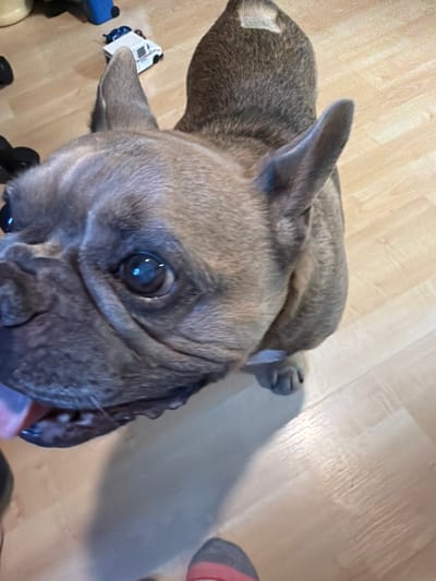 A close-up, high-angle shot shows a fawn-colored French bulldog standing on a light-colored wood floor. The dog's head is tilted and it is looking up at the camera with its tongue partially out. The dog has large, dark eyes and wrinkled skin around its muzzle. Its ears are large and pointed. In the background, out of focus, are various objects including a blue object, a white toy vehicle, and a person's foot wearing a sock with stripes. This scene is located in a residential indoor setting in Aliso Viejo, California, United States of America.