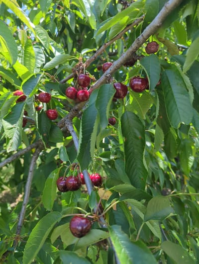 In the city of Kozare, Bulgaria, this image captures a close-up view of a cherry tree branch laden with ripe, dark red cherries. The cherries are clustered together, some hanging individually, while others are attached in small groups to the thin, brown branches. Lush green leaves, some with small brown spots, surround the fruit, creating a natural backdrop. The sunlight filters through the leaves, casting dappled shadows and highlighting the glossy surface of the cherries. The scene is one of natural abundance and the quiet beauty of a fruit-bearing tree.