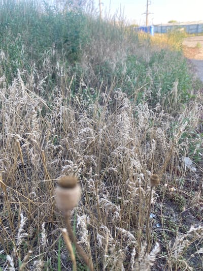 A close-up, eye-level shot captures a patch of dry, golden grass and vegetation. The foreground is dominated by the weathered stalks and seed heads of dried grasses, with two prominent poppy seed pods, one slightly blurred in the immediate foreground and another in the middle ground. In the background, a dense thicket of green foliage is visible, extending to the right where a blurred industrial or utility area with blue structures and a power line pole can be seen. The ground beneath the vegetation appears to be soil with small green shoots emerging. The lighting suggests an outdoor setting, likely during daylight hours. The scene is devoid of human presence.