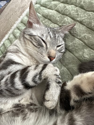This is a close-up, overhead shot of a tabby cat sleeping soundly on a textured, light green blanket. The cat is curled up with its paws tucked in, its face resting against them. Its eyes are closed, and its pink nose is visible. The cat has distinct grey and black tabby markings on its fur. The blanket appears soft and plush, with a quilted pattern. The lighting suggests it is daytime, and the indoor setting is cozy. The cat appears peaceful and relaxed. There is no visible text in the image.