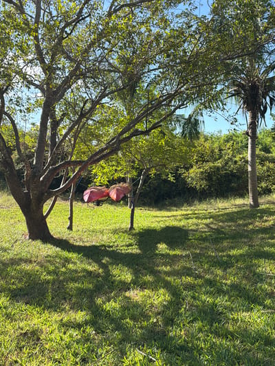 The image captures a scene in Muitua, Mozambique. In the foreground is a leafy tree with a thick, gnarled trunk. Two red and pink cloth-like items hang from a branch. Behind the tree, there is a grassy field with dappled sunlight and shadow. A single palm tree stands in the background. The sky is blue.