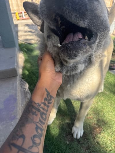 The image shows a close-up, low-angle view of a large dog, possibly an Akita or a similar breed, with gray and tan fur. The dog's mouth is open, and a person's hand is holding its muzzle. The dog's tongue is visible, and its teeth are sharp. The hand holding the dog's muzzle has several tattoos, including script text that is partially visible. The dog is lying down on a grassy area, suggesting an outdoor setting. In the background, there is a hint of a fence or barrier and some foliage. The lighting suggests it is daytime, likely sunny given the bright highlights on the dog's fur. The overall impression is one of a casual interaction between a person and their pet. The visible text on the arm is in black ink and appears to be a name or phrase in a stylized script. The location context of El Paso, United States of America, doesn't offer specific visual cues in this close-up shot, but the general outdoor setting is consistent with the region.