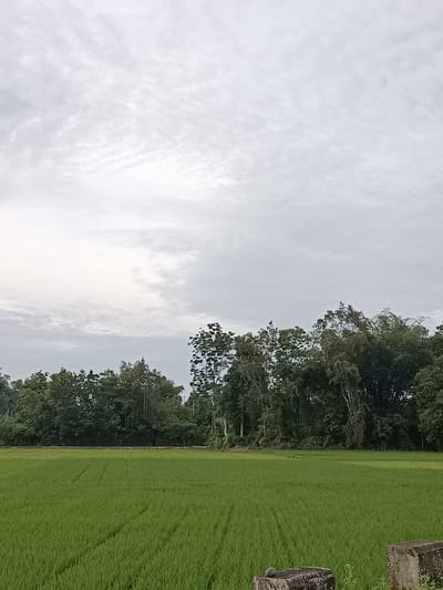 The image depicts a wide, flat expanse of vibrant green rice paddies under a cloudy, overcast sky. A dense line of various trees, including bamboo, forms a dark green backdrop along the horizon. In the foreground, two weathered concrete blocks with rounded edges are visible, one with a small grey stone on top. The scene is likely a rural agricultural area in Dayah Tanoh, Indonesia, characterized by its lush greenery and tranquil, natural environment. There are no people or animals present in the image, and no discernible activity is taking place. The overall impression is one of natural beauty and agricultural productivity.
