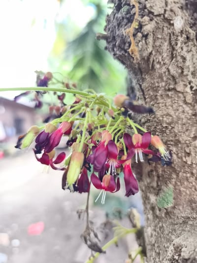 A close-up photograph, taken in Teumpokteungku, Indonesia, displays a cluster of dark red to purple Averrhoa bilimbi flowers, also known as belimbing wuluh, blooming directly from the rough, grayish-brown bark of a tree trunk occupying the right side of the frame. The individual flowers feature lighter pink and yellowish bases with prominent white stamens. A blurred, dark-bodied insect is visible among the flowers in the upper-right quadrant of the bloom cluster, appearing to interact with the blossoms. The background is significantly blurred, revealing indistinct green foliage and bright light suggesting sky in the upper left, with faint outlines of a light-colored structure and a reddish element on the far left. The scene is illuminated by natural daylight. No individuals are present.