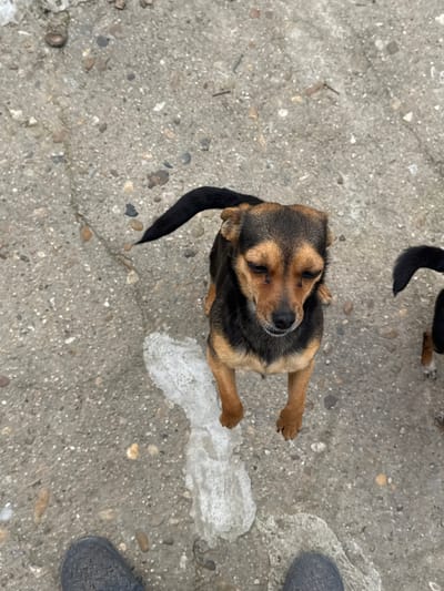 An overhead photograph captures a scene in the city of Profesor Ishirkovo, Bulgaria. The primary subject is a small dog, possibly a mixed breed, featuring a black and tan coat with distinct tan markings above its eyes and on its muzzle, chest, and legs. Its ears are floppy, and its tail is black and curled upwards. The dog is positioned centrally, looking upwards towards the camera with its eyes slightly narrowed. To the right of the frame, the black tail and a portion of the hind leg of a second, similarly dark-colored dog are visible. Both dogs are standing on a weathered concrete surface embedded with small, multi-colored pebbles. A jagged, melted patch of white ice or snow streaks across the concrete from beneath the first dog's front paws towards the bottom left. At the very bottom edge of the frame, the front portion of two feet, wearing dark grey or black textured shoes, indicates the perspective of a person standing over the animals.