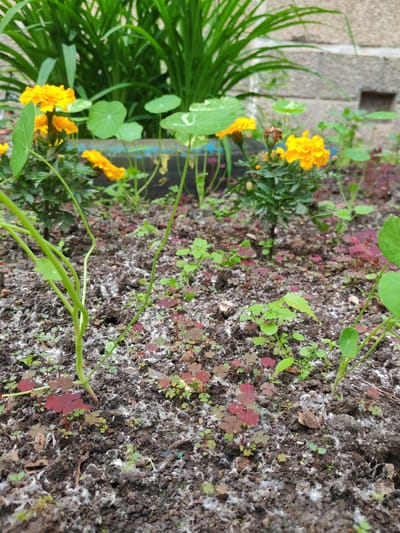The image depicts a close-up view of a garden bed in the city of Сокол, Russia. The soil is dark and appears moist, with patches of white fluffy material, possibly mold or decomposition, scattered across the surface. Several small plants are growing in the bed. In the foreground, a thin green stem curves upwards, with small green leaves. Surrounding this stem are numerous tiny plants with clover-like leaves, some of which are a deep red-purple color, while others are green. Further back, several bright yellow marigold flowers are in bloom. Behind the flowers, tall, lush green foliage is visible, and a textured, gray brick wall forms the background. The scene is natural and appears to be outdoors in a garden setting.