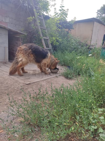 An adult German Shepherd dog with long, shaggy fur, primarily brown and black, is eating from a metal bowl placed on a wooden platform. The dog is facing away from the camera and is positioned in a yard or outdoor area. To the left of the dog is a structure made of concrete blocks with a metal roof overhang. A wooden ladder leans against the wall of this structure, partially obscured by foliage. Behind the dog, a small, tan-colored shed with a corrugated metal roof is visible. The ground is a mixture of dirt and dry grass. The area is overgrown with green vegetation, including bushes and taller plants. The overall environment appears to be a rural or semi-rural setting within the city of Chuy, Kyrgyzstan.