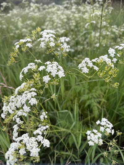 The image shows a close-up view of white flowers with delicate petals and thin green stems, set against a blurred background of green grass and more white flowers. The flowers are arranged in clusters, with some still in bud. The overall impression is of a natural, outdoor setting, possibly a meadow or a field. The image does not contain any people or visible structures. The location is identified as Lesistoe, Russia.