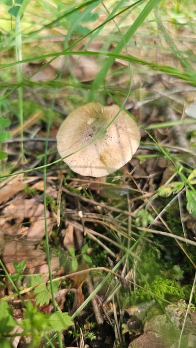 A single, light brown mushroom with a textured cap is centrally positioned in a forest floor environment. The mushroom is surrounded by a dense growth of green grass and other low-lying vegetation. Scattered brown leaves and twigs are visible on the ground, indicating a natural, wooded setting. The lighting suggests an outdoor, daytime scene, possibly in a forest or park. The image was captured in or around Ruska Wieś, Poland.