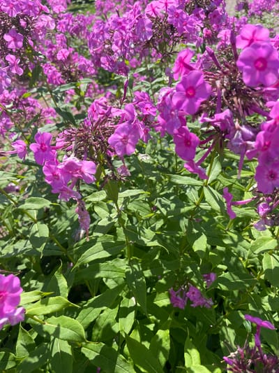 The image depicts a close-up view of a dense cluster of vibrant pink phlox flowers in bloom, interspersed with lush green foliage. The flowers are in various stages of opening, with some buds still tightly closed and others fully unfurled, revealing their delicate petals. The sunlight casts shadows across the leaves and some of the flowers, creating a dappled effect. The background is a soft blur of more pink flowers and green leaves, suggesting a large garden or natural setting. The scene is devoid of any human presence or man-made objects, focusing solely on the natural beauty of the blooming flowers and the surrounding plant life. The context provided about the location in Zavolzhye, Russia, indicates this natural scene is situated within that specific geographical area.