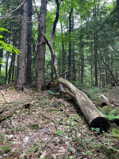 The image depicts a forest scene in the Town of Greig, United States of America. The foreground is dominated by a fallen, weathered tree trunk, lying at an angle across the frame. Its textured bark and weathered appearance suggest it has been on the forest floor for some time. The ground is covered with a carpet of fallen leaves, twigs, and patches of green vegetation, including ferns. Several standing trees, with rough bark and leafy canopies, rise in the background, creating a dense woodland environment. Sunlight filters through the leaves, casting dappled light on the forest floor. The overall impression is one of a natural, undisturbed woodland setting. There are no people or animals visible in the image.