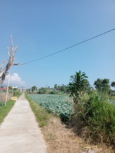 A rural scene in Ban Katan, Laos, features a concrete path stretching into the distance, bordered by vegetation. To the left of the path, a bare tree stands near a pile of yellow objects. Beyond the path is a field of leafy green crops. To the right of the path, tall green grasses and other plants grow. In the background, more trees and some buildings are visible under a clear blue sky. A power line cuts across the upper portion of the frame.