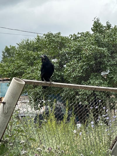 A black bird with a white beak is perched on a metal fence post. Behind the bird, a dense green tree with light green leaves is visible. The fence is made of wire mesh and is also covered in green vegetation, including small purple flowers. The sky is overcast and a light gray color. In the foreground, a gray pipe runs horizontally across the bottom of the image, appearing to be part of the fence structure. Another smaller pipe runs diagonally from the bottom right corner upwards. The scene appears to be outdoors, likely in a backyard or garden, given the presence of the fence, vegetation, and the bird. There is no visible text in the image. The time of day appears to be daytime due to the natural light, and the weather is cloudy. The overall impression is a somewhat overgrown and natural outdoor setting.