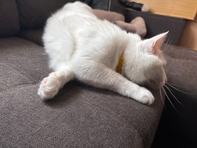 A white cat with a yellow collar is lying on a dark brown couch, facing right with its head down. Its paws are extended forward, and one paw is visible with a pink toe bean. The couch appears to be covered in cat hair. In the background, there are blurred objects including what looks like a stuffed toy and a wooden surface. The image was taken indoors, likely in a residential setting. There is no information available about the location in the city of Vysokoye, Russia.