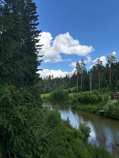 The image depicts a serene natural landscape in Nechkino, Russia, featuring a winding river flowing through a dense forest. The foreground is dominated by the lush green foliage of coniferous trees, with their branches extending towards the viewer. The river, a calm body of water with reflections of the sky and surrounding trees, meanders through the scene.

On the far bank of the river, a gentle slope is covered with a mix of trees and shrubs. In the distance, several tall pine trees stand prominently against the bright blue sky, which is adorned with scattered white clouds. A ski lift tower is visible among the trees on the hillside, suggesting the area might be used for recreation.

To the right of the river, a small wooden structure, possibly a gazebo or a shelter, is nestled amongst the greenery. A wooden walkway or dock extends slightly into the water from this area. The overall impression is one of a peaceful, unpopulated natural environment in the Nechkino region.