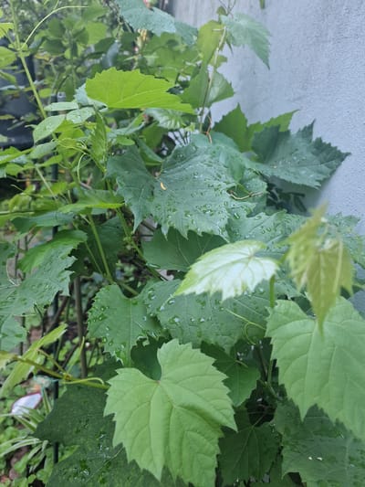 The image shows a close-up view of grapevines with wet leaves, likely from recent rain, against a textured, light gray wall. The foliage is lush and green, with some leaves exhibiting a serrated edge. Several small water droplets are visible on the leaf surfaces. The scene is set outdoors, and while the exact location in Saint-Josse-ten-Noode - Sint-Joost-ten-Node, Belgium cannot be determined from the image alone, the presence of a building wall suggests an urban or suburban environment. No people or specific actions are depicted.