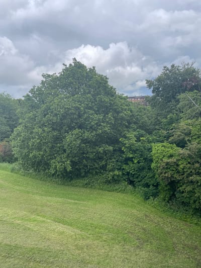 The image displays a serene outdoor landscape, predominantly featuring lush green elements under a cloudy sky. The right side of the frame is occupied by a gently sloping, well-maintained grassy area, likely a field or park. Visible mowing lines suggest recent upkeep of the lawn.
To the left, a dense border of trees with varied green foliage creates a natural boundary, extending from the bottom to the top of the frame. The trees appear healthy and full. Above the tree line and covering a significant portion of the sky, numerous soft, greyish-white clouds are scattered across a lighter sky, indicating an overcast or partly cloudy daytime.
In the upper-right background, a multi-story building with reddish-brown brickwork and visible windows can be seen peeking out from behind the tree canopy. The building suggests a residential or urban area in the distance.
No people or specific activities are visible within the frame. The scene captures a tranquil, natural environment, with a subtle hint of human presence in the far background. There is no visible text in the image.