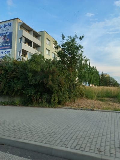The image shows a view of a residential building and surrounding vegetation in Strakonice, Czechia. The building, with a large advertisement banner on its side, is a light-colored, multi-story structure with balconies and windows. In front of the building, there is a dense line of green bushes and trees. Beyond the building, a row of tall, slender trees stands out, with a background of dry grass and other trees. The foreground features a paved sidewalk made of gray interlocking bricks, with a concrete curb separating it from a road surface. The sky is blue with scattered clouds and a few small birds are visible in flight.