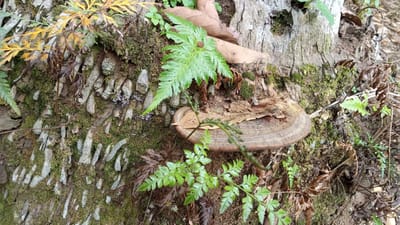 The image shows a close-up view of the base of a tree trunk covered in moss and bark. A bracket fungus is attached to the trunk, with a frond of a fern plant growing in front of it. Several fallen leaves are also visible on the ground around the base of the tree. The scene appears to be in a natural outdoor environment, likely a forest or wooded area, possibly within the city of Meunasahuket, Indonesia. The lighting suggests it is daytime, with diffused light indicating a potentially overcast or shaded condition.