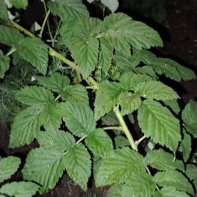 The media file displays a close-up view of green raspberry leaves, with water droplets visible on their surfaces. The leaves are serrated and have a textured appearance. They are attached to thin, green stems. In the background, there is a dark, blurry setting, suggesting a dimly lit outdoor environment. Some small, light-colored buds or developing flowers are also present amongst the leaves. The overall impression is that of a plant after rain or dew. There is no visible text. The location context is Ekibastuz, Kazakhstan.