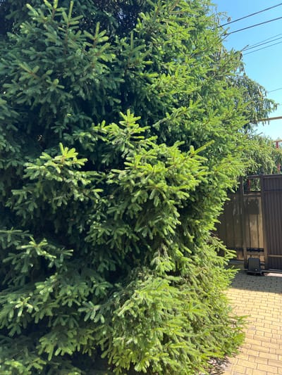 The image depicts a dense, vibrant green spruce tree dominating the foreground and mid-ground. The tree's branches are laden with needles, some appearing brighter green due to sunlight, while others are in shadow. In the background, a brown metal fence with vertical slats is visible, partially obscured by the tree. To the right of the fence, a yellow brick pathway is laid out. The sky above is a clear, bright blue. Electrical wires are strung across the upper portion of the image. A black automated gate opener mechanism is attached to the fence. The scene appears to be an outdoor residential setting in the city of Fontanka, Ukraine.