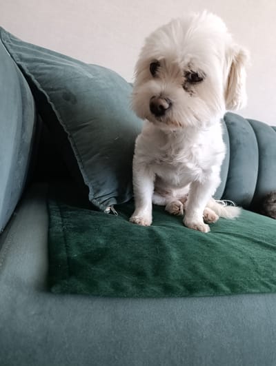 A small white dog is sitting on a dark green couch. The dog has scruffy fur and dark eyes. It is looking down and to the left. The couch has a tufted back. There are several pillows on the couch, one of which is dark green and appears to be slightly damp. The background is a plain white wall. There is no indication of the location in the city of Ryzhiki, Russia, or any other specific location.