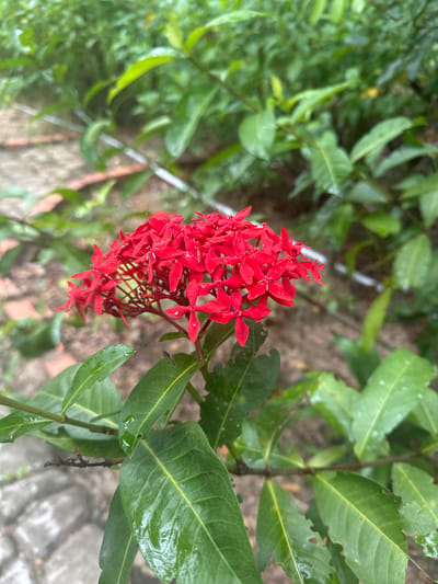 A close-up shot focuses on a cluster of vibrant red Ixora flowers, their delicate petals glistening with water droplets, suggesting recent rain. These flowers are the focal point, positioned slightly off-center to the right. Surrounding the blooms are lush green leaves, some of which also bear water droplets, indicating an outdoor setting. The background is a blur of more foliage, with hints of a pathway made of irregularly shaped paving stones on the left side, and a sandy or earthy ground cover further back. The overall impression is one of natural beauty, likely captured in a garden or natural area within Suối Câu, Vietnam, after a rain shower.