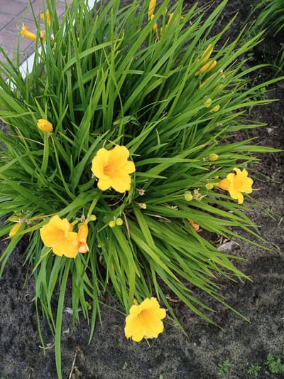 In the city of Салонскі сельскі Савет, Belarus, a close-up, high-angle shot captures a cluster of bright yellow daylily flowers interspersed with long, green, grass-like leaves. The flowers exhibit a trumpet-like shape with six petals and are in various stages of bloom, with some fully open and others as buds. The foliage is dense and arching, creating a lush green mass that dominates the frame. The background consists of dark, sandy soil, indicative of a garden bed. A paved area, possibly a sidewalk or path, with a light-colored pattern is visible in the upper left corner. The lighting suggests an outdoor setting during daylight.