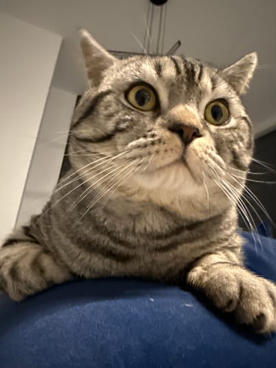 An indoor, close-up photograph depicts a domestic tabby cat with grey and brown striped fur, positioned with its front paws resting on a blue textile surface. The cat's large, round eyes are amber-yellow with dilated pupils, directed upwards and slightly to the right from the cat's perspective, conveying an alert expression. Prominent white whiskers extend from its muzzle. The background consists of a partial white wall or vertical panel to the left and a dark ceiling fixture with thin wires visible overhead. The scene is located in a residential setting in Latsia, Cyprus.