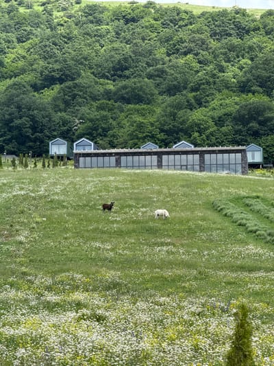The image depicts a wide shot of a rural landscape in Dsegh, Armenia, on a cloudy day. In the foreground, a vast meadow is covered with a dense carpet of small white and yellow wildflowers. Two animals, a dark brown one that appears to be a goat or deer, and a white sheep or llama, are grazing in the meadow. Behind the meadow, a modern, multi-story building with a dark stone facade and large glass windows is visible, featuring several peaked roof sections in a light blue color. Further in the background, a dense forest of green trees covers a hillside, reaching up towards a hazy sky. The scene conveys a sense of tranquility and natural beauty.