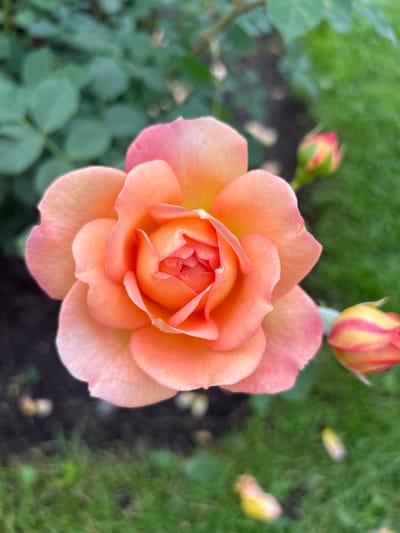 A close-up, high-angle shot captures a blooming peach-colored rose in a garden. The rose's petals are layered and slightly ruffled, with a gradient of color from deep peach in the center to a lighter pink at the edges. Two rosebuds, one in the upper right and another on the right side of the frame, are visible in the background. They are green with streaks of pink and orange. The background consists of blurred green foliage and grass, with some dark soil visible in the lower left quadrant. The scene appears to be a garden located in Mount Royal, Canada. There are no people or specific actions depicted.