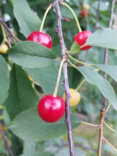 The image shows a close-up of a cherry tree branch with several cherries and green leaves. In the foreground, a bright red cherry with a stem hangs from the branch. To its left, another red cherry is partially obscured by a leaf. Higher up on the branch, a third red cherry is visible. To the right of the central cherry, a yellow cherry is also present. A small fly is perched on a leaf in the upper right portion of the image. The background is a blur of green foliage. The scene depicts a natural outdoor setting. The location provided, Крупіцкі сельскі Савет, Belarus, indicates this is likely a rural or agricultural area.