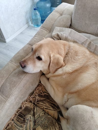 A light-colored Labrador Retriever is lying on a beige sofa in a room. The dog is facing to the left, with its head resting on its paws. A patterned throw blanket is draped over the dog and the sofa. In the background, there are two large blue water cooler bottles and a textured wall. The flooring appears to be light-colored laminate or wood. The lighting suggests it is daytime, with natural light possibly coming from a window. The room appears to be a domestic interior, possibly a living room, located in the village of Novinki, Russia.