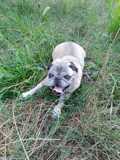 A pug dog lies on its side in tall grass in Mermești, Romania. The dog's mouth is open, and its tongue is visible. A leash is attached to the dog's collar and extends out of the frame to the right. The dog appears to be panting, and its body is relaxed. The grass is green and appears to be somewhat overgrown. The background is blurred, but it suggests more grass and possibly trees or other vegetation. The lighting is natural, indicating it is daytime.