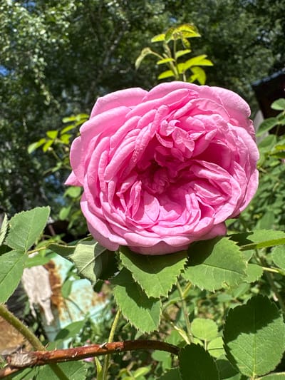 A close-up, eye-level shot features a vibrant pink rose in full bloom, dominating the center of the frame. The rose is lush and layered, with delicate petals unfurling towards the viewer. It is supported by sturdy green leaves and thorny branches, suggesting it is part of a rose bush. In the background, out-of-focus foliage creates a soft, natural setting, with hints of dappled sunlight filtering through. The overall impression is one of natural beauty and growth, likely in a garden or natural outdoor space. The context of Dubrovino, Russia, suggests a temperate climate, consistent with the lush greenery and blooming flower. There are no people or animals visible in the image, and no discernable human activity. The scene is static and peaceful.
