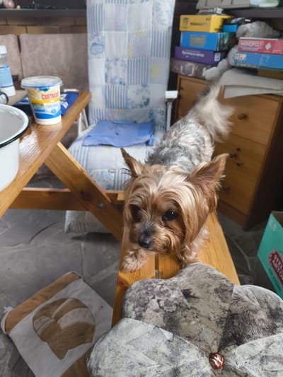 A small, light brown and gray Yorkshire Terrier is standing on a wooden bench. The dog is looking directly at the camera with its head slightly tilted. It has long, shaggy fur and pointed ears. Behind the dog, a wooden dresser is stacked with board games. To the left of the dog, a wooden table holds a container of sour cream and a metal bowl. In the background, a chair with a blue and white striped cushion is visible. The scene appears to be set outdoors, possibly on a patio or in a garden, given the stone flooring and natural light. The location is identified as Vostets SNT, Russia.