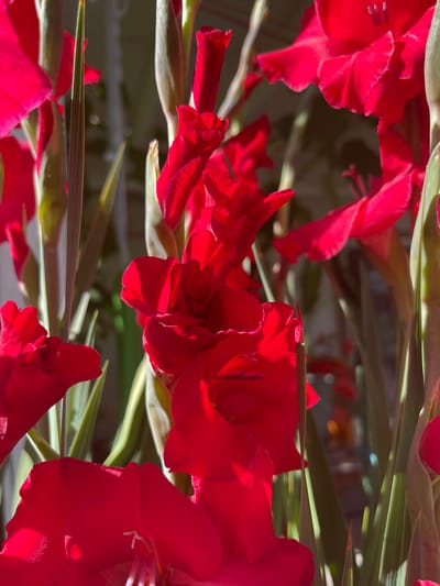 A close-up, eye-level shot captures a cluster of vibrant red gladiolus flowers, illuminated by sunlight that casts dramatic shadows. The blooms are in various stages of opening, with some fully unfurled and others still in bud. Their petals have a soft, velvety texture and a ruffled edge. The long, sword-like green leaves of the gladiolus are visible, some catching the light and appearing almost translucent. In the background, the scene is blurred and out of focus, suggesting the flowers are part of a larger arrangement or garden. The overall impression is one of rich color and natural beauty. The image was taken in Gresham, United States of America.