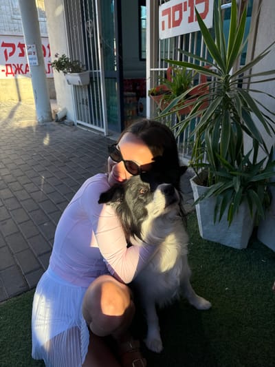 An outdoor scene in Majdal Shams, Israel, depicts a woman kneeling while embracing a black and white Border Collie-type dog. The woman, with dark hair and wearing dark sunglasses, a light pink long-sleeved top, and a white pleated skirt, is positioned on the left side of the frame, facing slightly right and forward. Her arms are wrapped around the dog's midsection. The dog is seated upright, looking upwards and slightly to its right, revealing its brown eye. Its fur is predominantly black on its head, back, and ears, with white fur on its snout, chest, and legs.

The ground beneath the woman and dog is covered with artificial green turf. To the left of the woman, the ground transitions to a dark grey paved sidewalk. A white pole stands vertically on the far left. Behind the pole, a white sign with partially obscured red Hebrew text is visible, beneath which are red Cyrillic characters that appear to be "ДЖ-". A white planter containing a small plant hangs on the wall behind the pole.

To the right of the subjects, a building entrance is visible, secured by a white metal gate with decorative heart-shaped elements. Above the entrance, a red sign with white Hebrew text clearly reads "כניסה" (Knisah), meaning "Entrance." To the right of the gate, a large potted yucca-like plant in a grey geometric planter is present, alongside another plant in a terracotta-colored pot. The scene is illuminated by bright sunlight, casting distinct shadows on the ground and subjects.