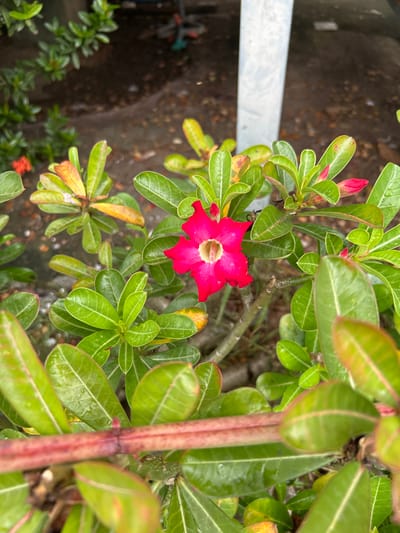 A close-up, eye-level outdoor shot focuses on a vibrant pink desert rose flower in bloom, centrally positioned against a backdrop of lush green leaves and a blurred, wet ground. The flower, with its delicate, star-shaped petals and a light-colored center, is the clear subject. Some of the leaves exhibit a reddish-yellow hue, indicating the presence of water droplets, suggesting recent rainfall. To the right of the flower, a blurry, pale grey pole is visible, hinting at an urban or semi-urban setting. The overall impression is one of a well-maintained garden, possibly a residential area or park within Colombo, Sri Lanka, showcasing the resilience and beauty of tropical flora after a shower.