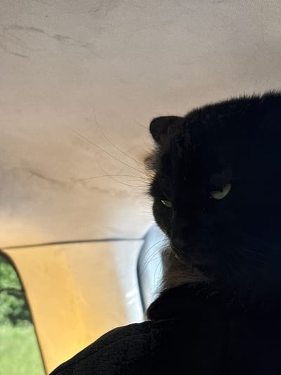 A close-up, low-angle shot shows the head of a black cat in the foreground. The cat's fur is dark, and its eyes are partially visible, one with a greenish hue. The cat is looking to its left, with its whiskers extending outwards. The background is out of focus, showing a light-colored surface with some faint smudges and what appears to be part of a tent or interior structure. The lighting is dim, with a warm, yellowish glow emanating from the right side of the frame. There are no people or other animals visible. The image does not provide any specific clues about the location within the city of Западный, Russia, other than the possibility of an indoor or sheltered outdoor setting suggested by the tent-like structure.
