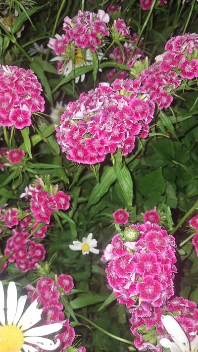 In an outdoor setting, likely a garden or park, a cluster of vibrant pink dianthus flowers dominates the frame. The flowers are in various stages of bloom, with some fully open and others still in bud. Their delicate petals are fringed and have a serrated edge, giving them a soft, textured appearance. Interspersed with the pink dianthus are white daisy-like flowers, adding contrast to the scene. The background consists of lush green foliage, suggesting a natural or cultivated environment. The lighting appears to be dim, possibly indicating a late afternoon or early evening capture. There are no people visible in the image. The location is identified as Unknown, Latvia.