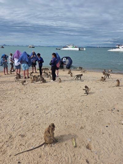 On a sandy beach in Bang Saray, Thailand, several people are gathered near the waterline, some holding towels over their heads, possibly to shield themselves from the sun or rain. A group of monkeys are present on the sand, some interacting with the people, while others are scattered around the beach. In the background, several boats are anchored in the turquoise water, with a city skyline visible in the distance. The sky is overcast with dramatic clouds.