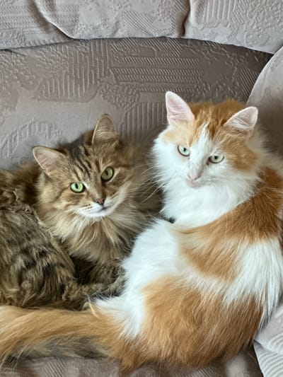 Two fluffy cats are resting on a textured sofa. The cat on the left has brown and grey tabby markings and green eyes. The cat on the right is a white and orange tabby with green eyes. The sofa appears to be a muted brown color with a patterned fabric. The cats are positioned close together, with their tails intertwined. The image is taken from a slightly elevated angle. There is no identifiable information about the city of Oryol, Russia in the image.