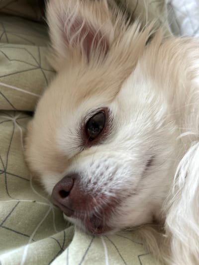 A close-up, overhead shot shows the face of a light-colored dog, likely a long-haired breed such as a Chihuahua or Pomeranian, resting on a patterned light green fabric. The dog's head is angled to the right, with its eye and nose in sharp focus. The dog's fur is soft and fluffy, with a pale cream or white color. The eye is dark brown and appears slightly moist, with reflections of the surrounding environment visible. The nose is pinkish-brown and wet, with visible nostrils. The dog's mouth is closed, with its lips slightly curled. The fabric it is resting on has a geometric pattern of light grey lines forming diamond shapes. The background is out of focus, but appears to be a bed or couch with similar fabric. There is no information available about this image being located in Podstepki, Russia.