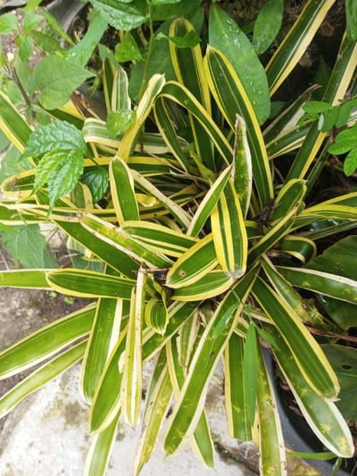 The scene presents a top-down view of a dense cluster of variegated plant foliage. The central subject is a plant with numerous strap-like leaves, longitudinally striped in dark green and bright yellow, forming a rosette. Minor browning is present on some leaf tips and edges. Surrounding this plant are additional green leaves from other plants. The ground is partially visible, appearing as light-colored soil or concrete. No individuals, explicit actions, or other significant objects are present. The environmental context is an outdoor vegetated area. The specific location within "Pandaria, India" is not discernible from the visual evidence.